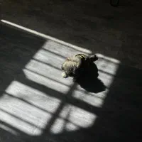 سگ یک ساله شیتزو اشپیتز|سگ|کرمان, |دیوار