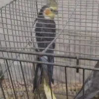 عروس هلندی|پرنده|قم, سید معصوم|دیوار