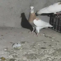 طوقی پرنده کفتر
