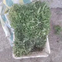 نشا گوجه فرنگی