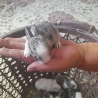 بچه خرگوش خوشکل از نژاد خوب|موش و خرگوش|جهرم, |دیوار