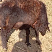 قوچ 25میلیون|حیوانات مزرعه|ماهنشان, |دیوار