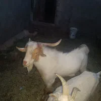 چبش سانن و پاکستانی مناسب گوشت