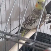 عروس هلندی گلباقالی