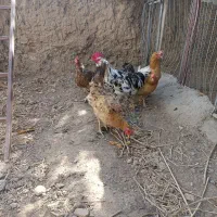 تخم نطفه دار گلین محلی اصیل|حیوانات مزرعه|کرج, شهرک رضوانیه|دیوار