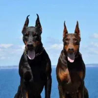 توله سگ دوبرمن( پینچر)