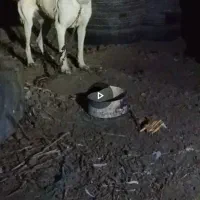 ماده سگ سرابی|سگ|پارس‌آباد, |دیوار