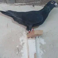 کبوتر خوشگل