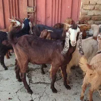 بز و چپش جوان