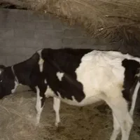 گاو هلشتان ماده|حیوانات مزرعه|گنبکی, |دیوار