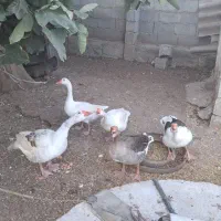 فروش غاز محلی|حیوانات مزرعه|بیله سوار, |دیوار