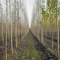 نیگراترکیه