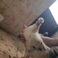 خروس کاکلی|حیوانات مزرعه|رشت, ولکس|دیوار