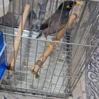 جوجه مرغ مینا اصل چشم ستاره ایی|پرنده|شیراز, پودنک|دیوار