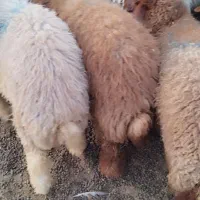 ماهشهر رامشیر