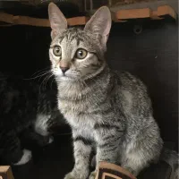 واگذاری گربه|گربه|اراک, |دیوار