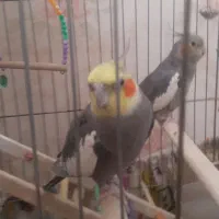 عروس هلندی مولد کار داده و رام .