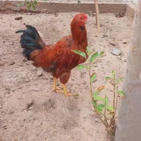 خروس محلی