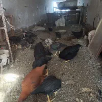 جوجه بوقلمون همراه با جوجه لاری