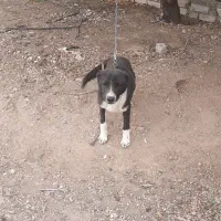 سگ نگهبان|سگ|محلات, |دیوار