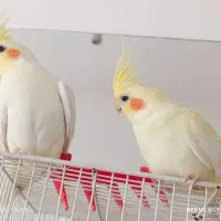 عروس هلندی