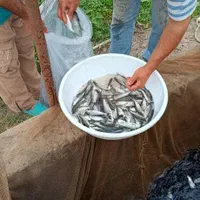 فروش طلای آبی (بچه ماهی کپور)|ماهی|مرودشت, فاز اول شهرک فرهنگیان|دیوار