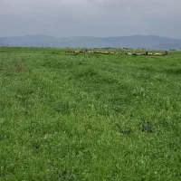 گندم بوجاری شده ابی رقم پیشگام