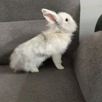 خرگوش لوپ بازیگوش با قفس و جای دستشویی