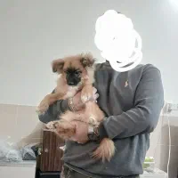 سگ پامر اشپیتز