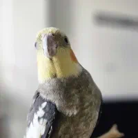 عروس هلندی ماده