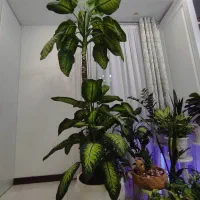 گل طبیعی دیفن|گل و گیاه طبیعی|تهران, گرگان|دیوار