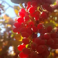 زرشک تازه بدون شاخه