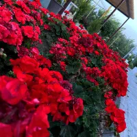 گل شمعدانی آلمانی