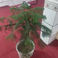 گل آپارتمانی مطبق|گل و گیاه طبیعی|محمدیه-قزوین, |دیوار