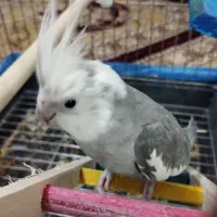 پرنده|پرنده|اشتهارد, |دیوار