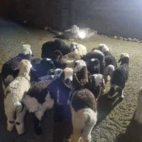 ضایعات میوه جهت مصرف دام