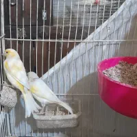 قناری|پرنده|مشهد, فرهنگیان (شهرک غرب)|دیوار