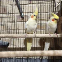 جفت عروس مولد|پرنده|بیرجند, |دیوار