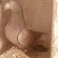 کبوتر|پرنده|ایلام, |دیوار