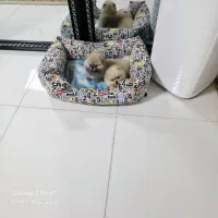 پامرانین های خرسی