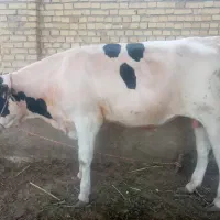 گوساله نر
