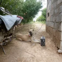 توله سگ سرابی اصیل بفروش می رسد