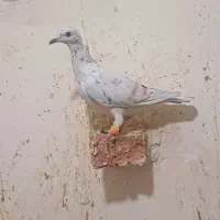 خطی ماده