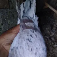 کبوتر