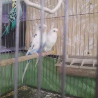 مرغ عشق اماده اماده|پرنده|دوگنبدان, |دیوار