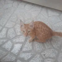 گربه کوچولو