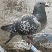 دو تا کبوتر دوبر ماده