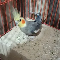 مرغ عشق عروس هلندی