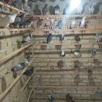 جوجه گرویی|پرنده|آران و بیدگل, |دیوار