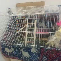 یک عدد عروس هلندی زیبا